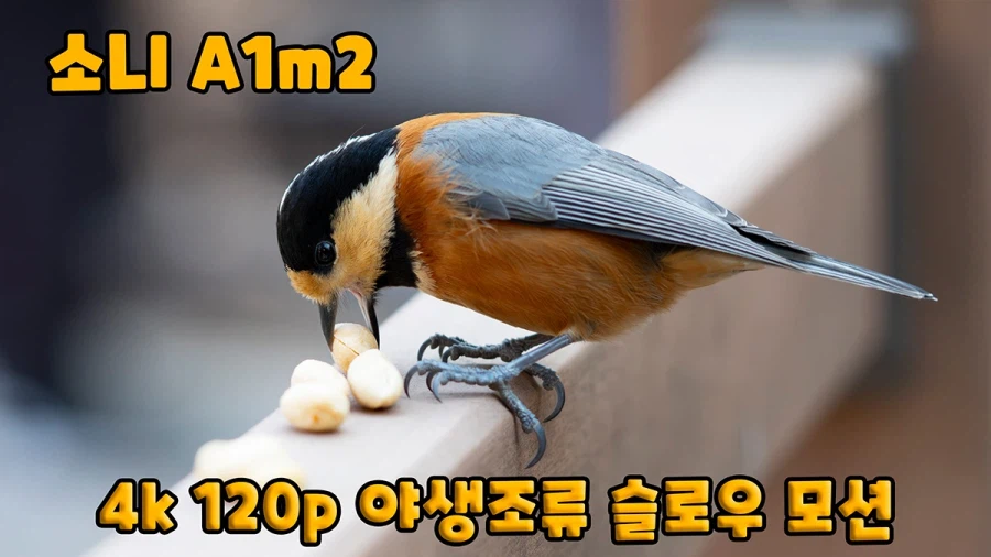 소니 A1m2로 찍은 야생조류 슬로우모션 입니다._1.webp