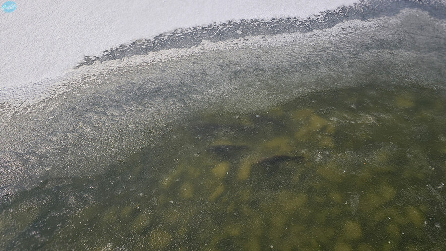 집밥 먹는게 귀찮아서 동네 초밥 뷔페 갔다왔네요.._19.jpg