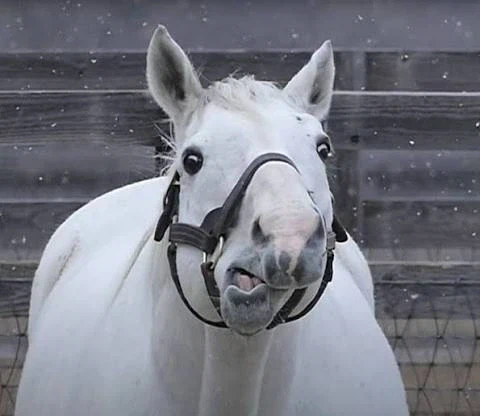 경마는 결코 스포츠가 될 수 없을까?_12.webp