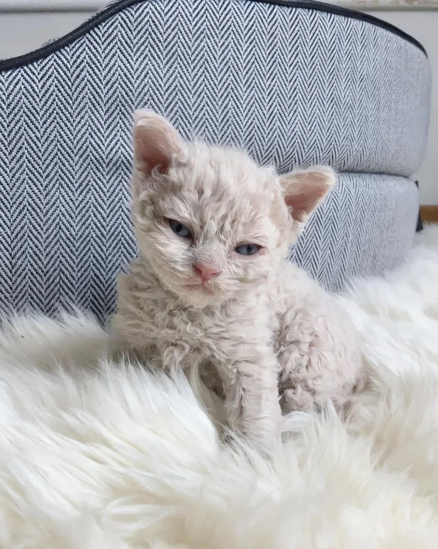 태어날 때부터 곱슬인 고양이..._6.webp