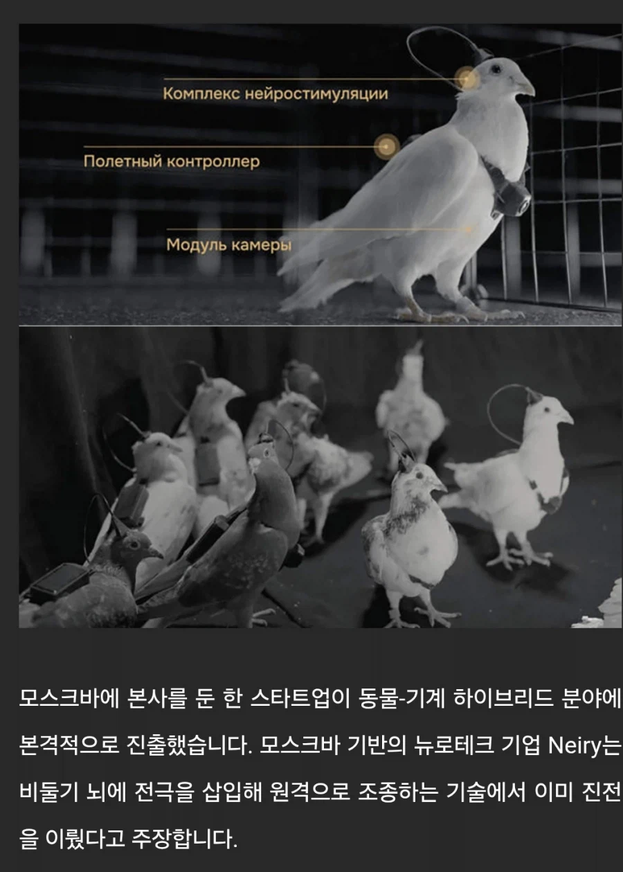 사이보그 기술 근황.jpg_1.webp