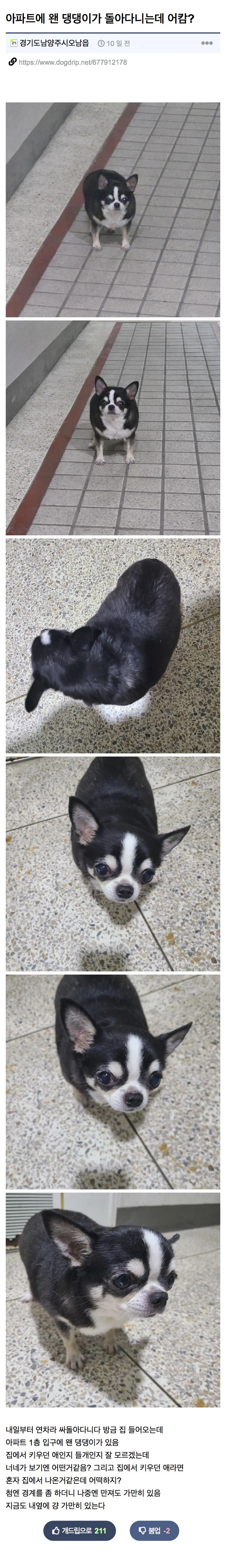 길잃은 뚱뚱 치와와 주인 찾아준 사람.jpg_1.webp