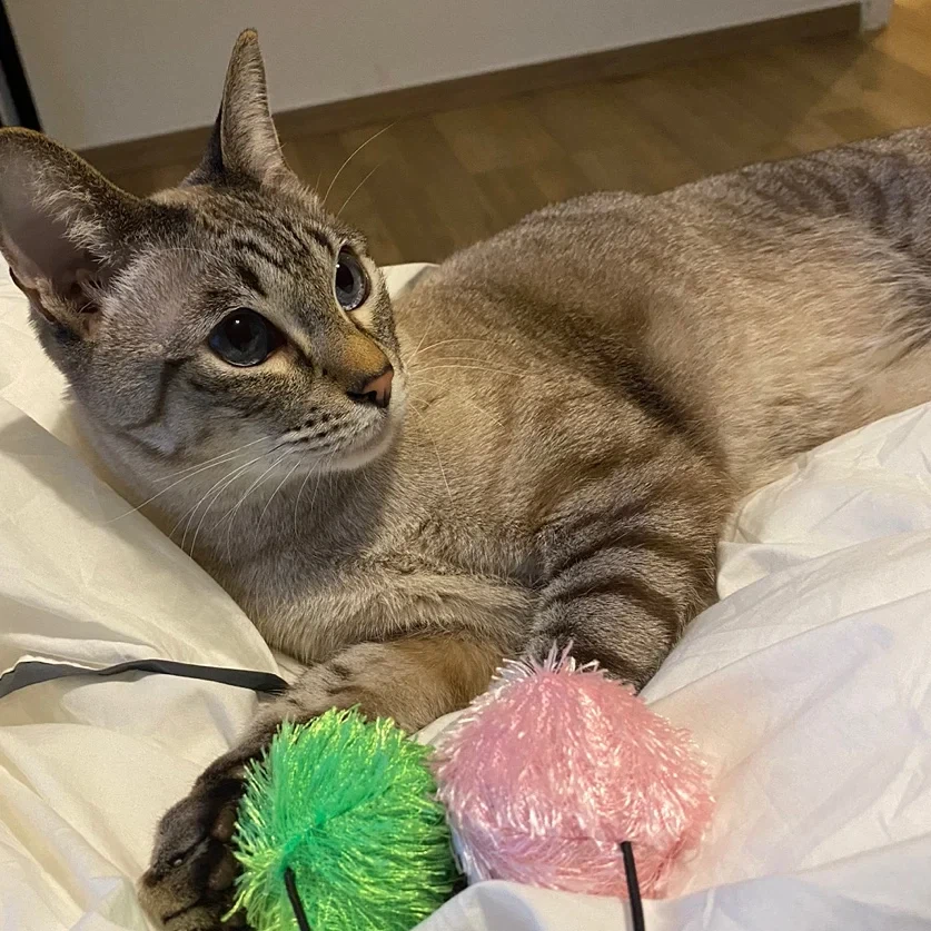 고양이 사료 질문좀 드리겠습니다. 고양이가 사료를 잘 안먹어서요_1.webp