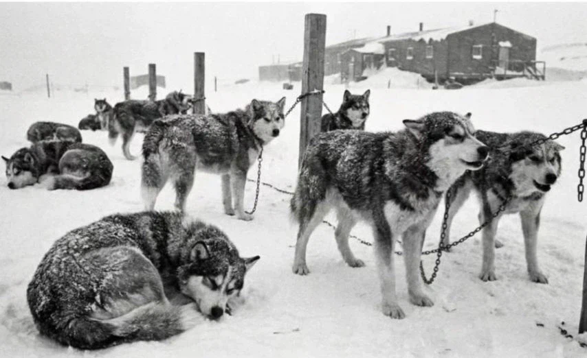 일본이 남극에 버리고간 15마리의 개들_1.webp