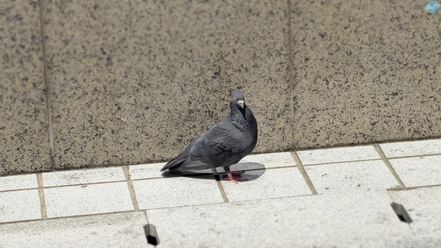 청량리 & 홍대 둘러보기.. 서울 나홀로 궁상여행 2일차_23.webp