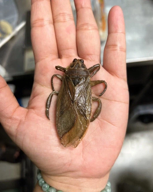 ‘직장상사 길들이기’에서 초콜렛으로 만들었던 소품_1.webp