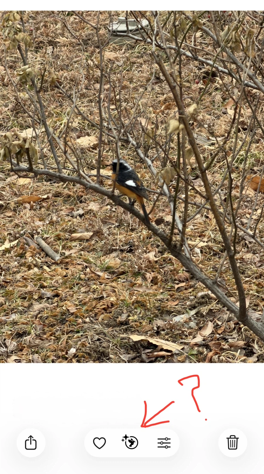 (아이폰) 아이폰으로 새 찍어봤는데 개신기함 ㅋㅋㅋ_1.webp