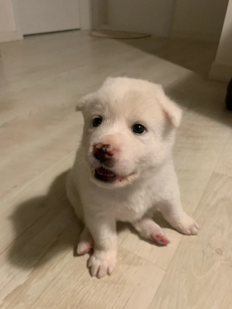 어미개한테 이쁨받는 젖먹이 애기개 하고싶어요 ㅜㅠ_1.webp