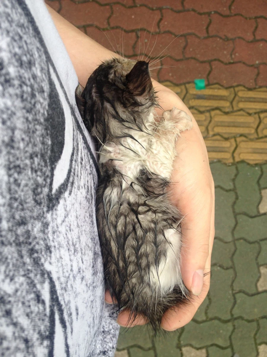 제 고양이 샤샤가 많이 아픕니다_1.webp