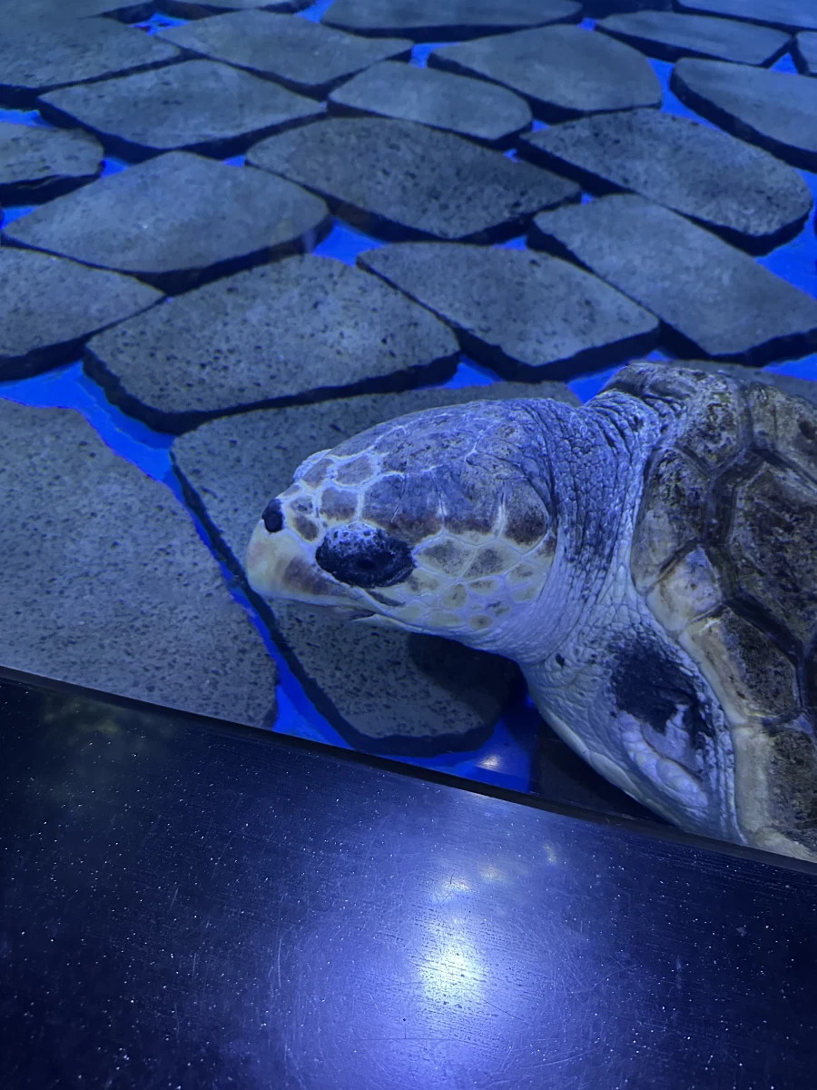 역병은 가고 복은 들어오기를! 생존 신고를 곁들인._14.webp