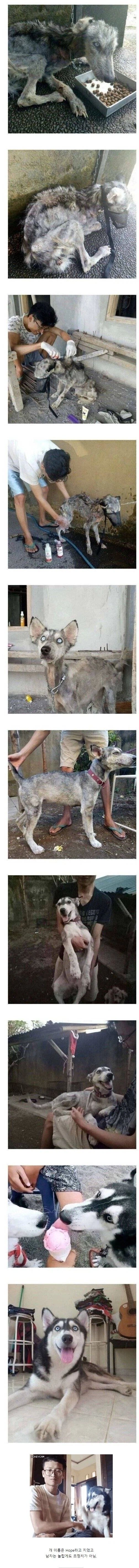 버려진 시베리안 허스키를 데려와 키운 남자_1.webp