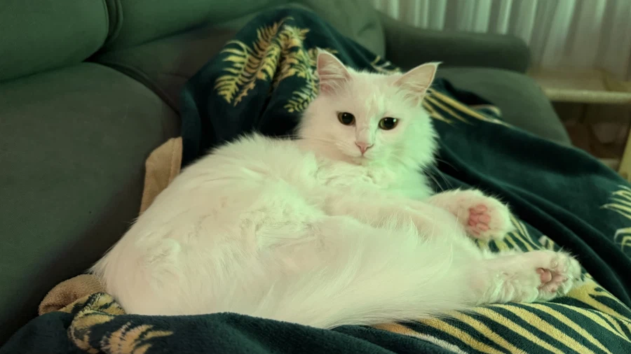 현시각 우리집 고양이 근황_2.webp