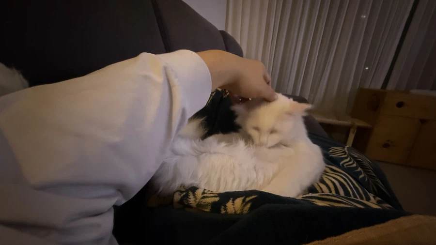 현시각 우리집 고양이 근황_3.webp