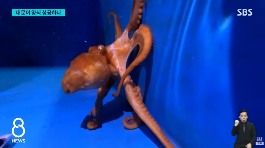 대문어 양식 성공??_2.webp