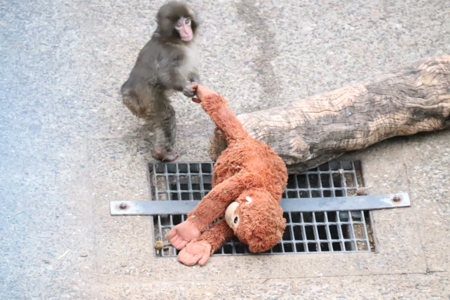 현재 일본 동물원에서 최고 흥행 중인 새끼 원숭이_1.webp