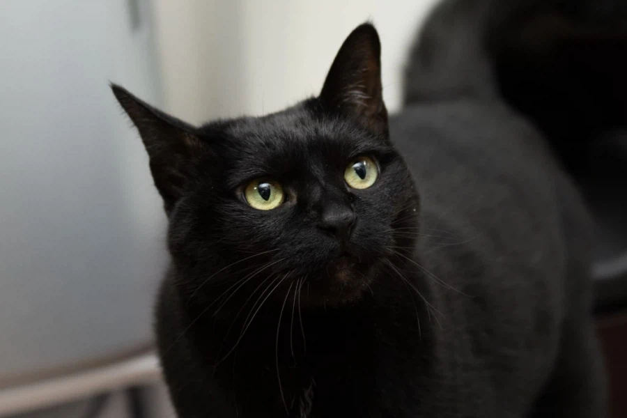 9살 다 되어가는 검은 고양이(똥괭이) 입니다_2.webp