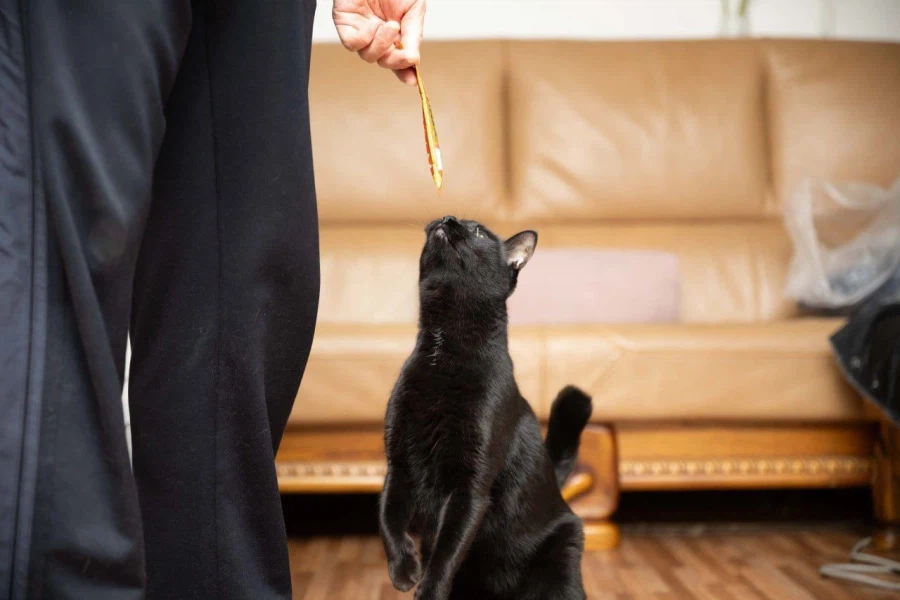 9살 다 되어가는 검은 고양이(똥괭이) 입니다_6.webp