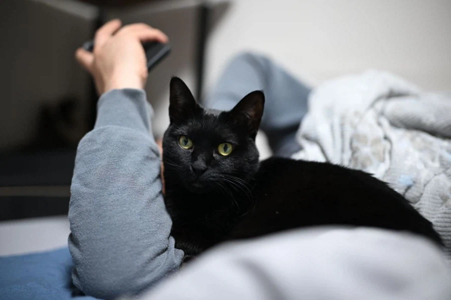 9살 다 되어가는 검은 고양이(똥괭이) 입니다_7.webp