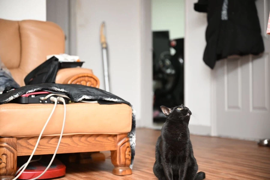 9살 다 되어가는 검은 고양이(똥괭이) 입니다_11.webp