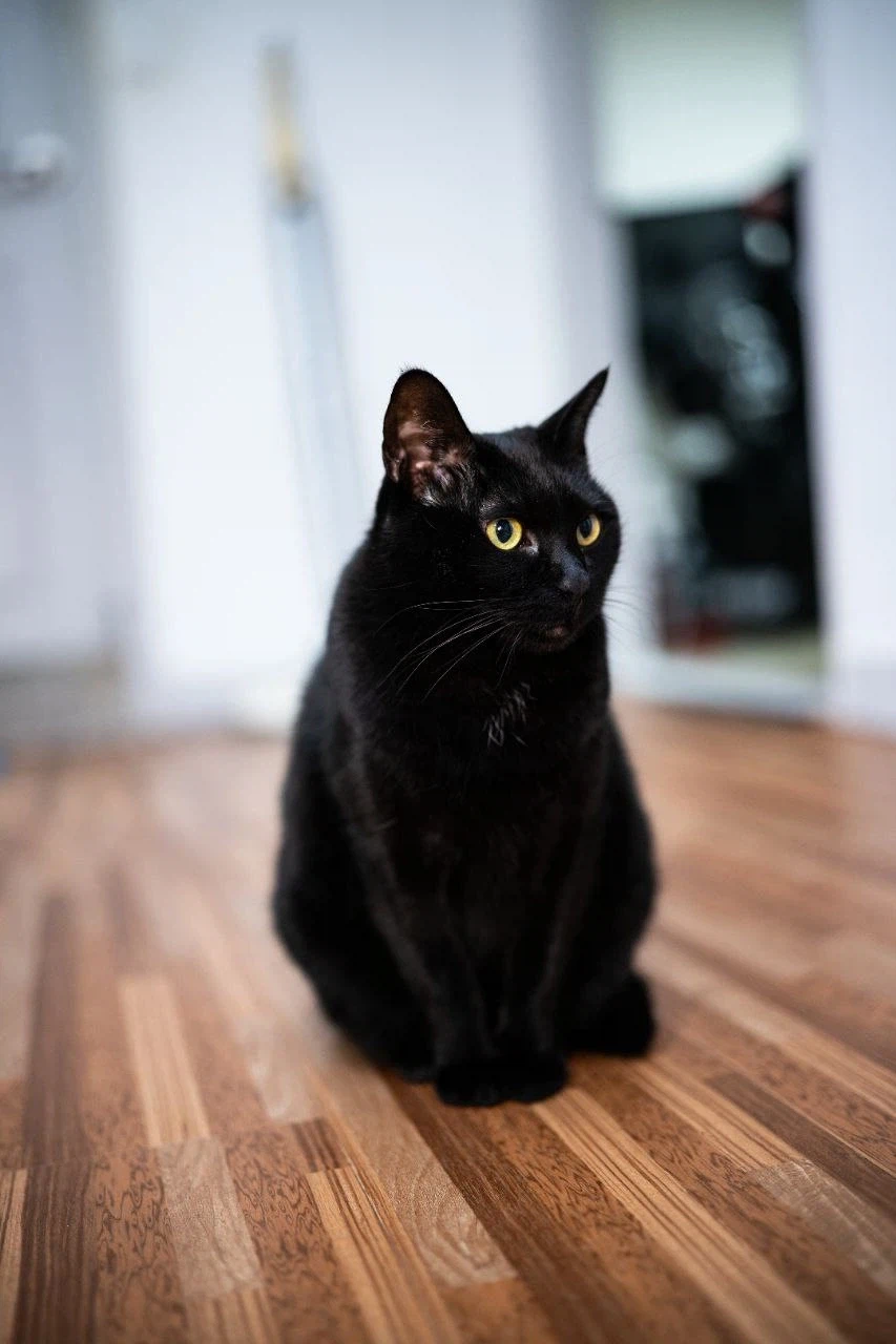 9살 다 되어가는 검은 고양이(똥괭이) 입니다_12.webp