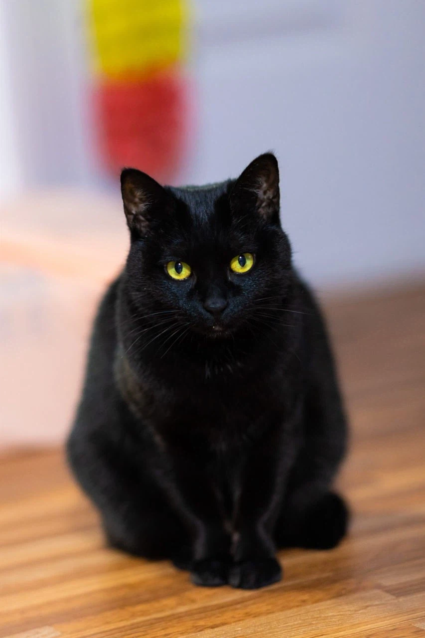 9살 다 되어가는 검은 고양이(똥괭이) 입니다_14.webp