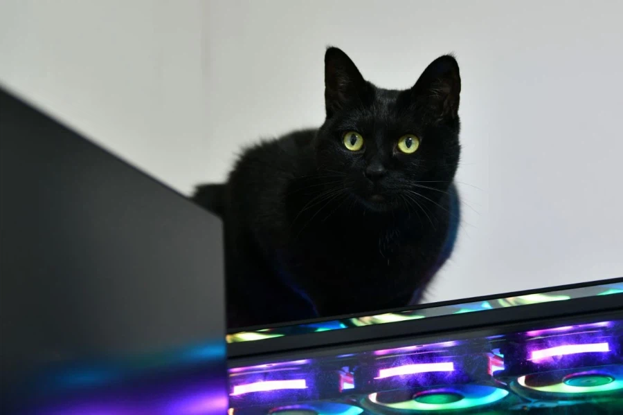 9살 다 되어가는 검은 고양이(똥괭이) 입니다_15.webp