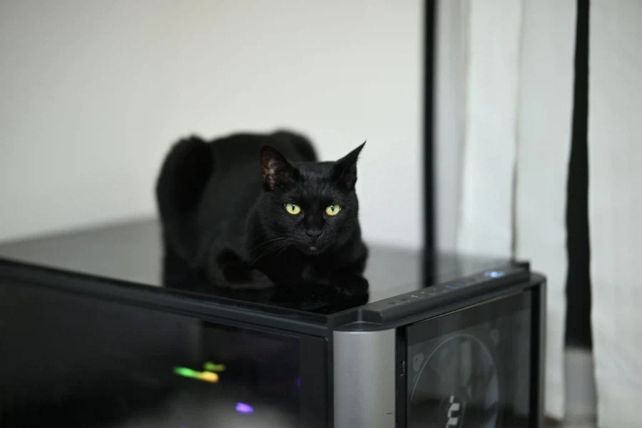 9살 다 되어가는 검은 고양이(똥괭이) 입니다_18.webp