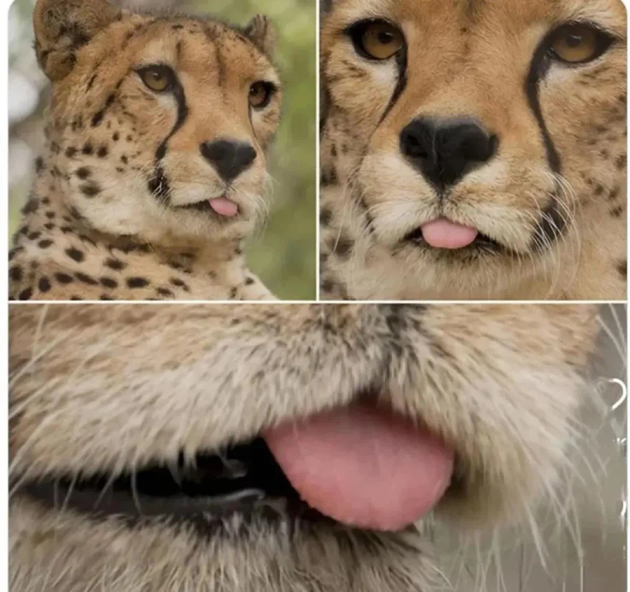 치타가 아프리카의 길고양이인 이유_1.webp