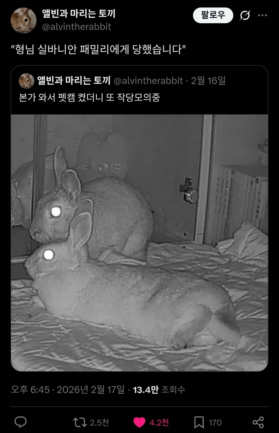 주인이 없을때의 애완토끼들.twit_1.webp