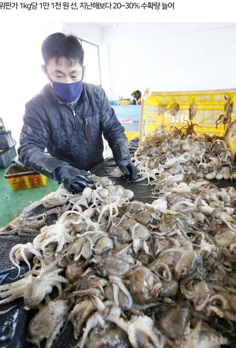 음식) 오징어 흉년. 반대로 쭈꾸미는 풍년.. 쭈꾸미볶음 먹어야함 당분간._4.webp