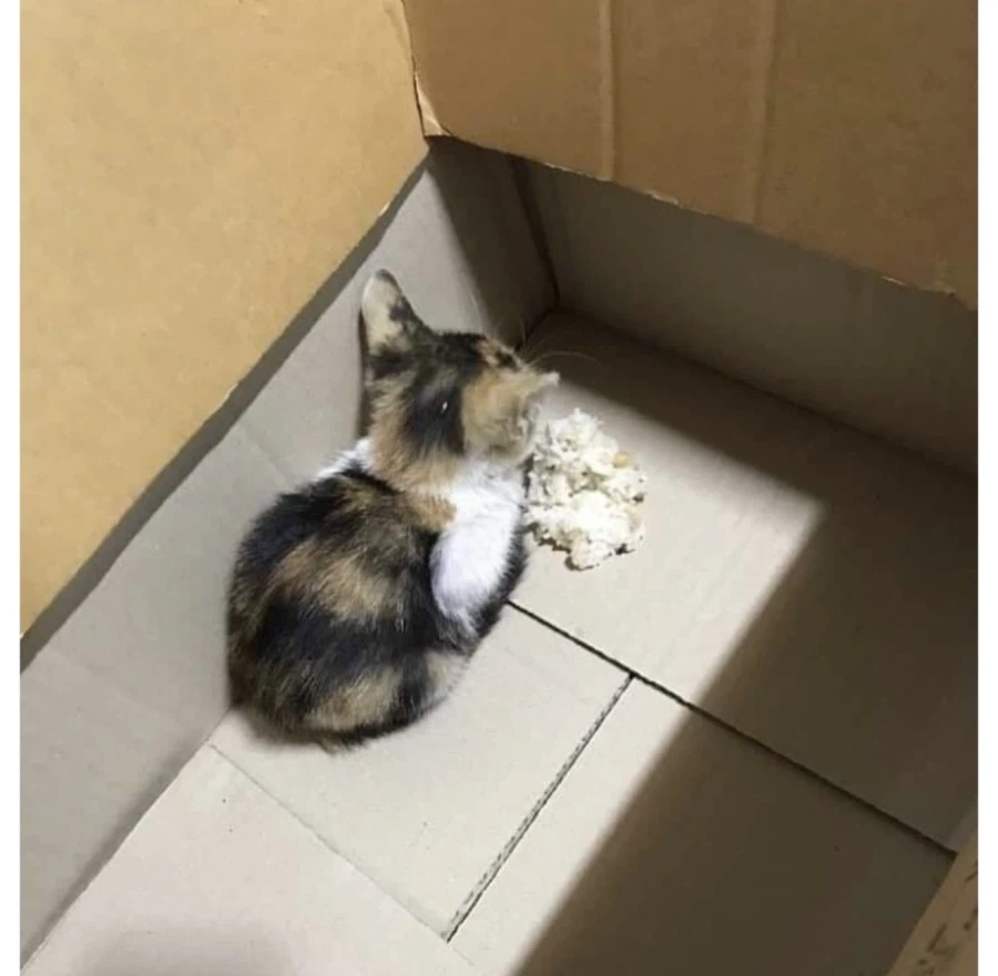 아깽이 : 잘못 간택했다 씨밤.jpg_3.webp