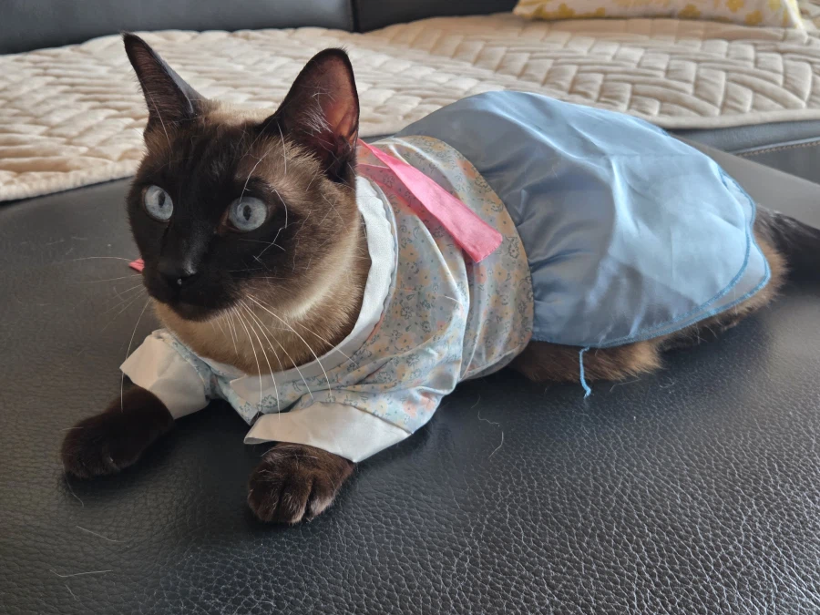 솔직히 고양이 옷 입히는 것은 고양이만 힘든 것은 아님..._5.webp