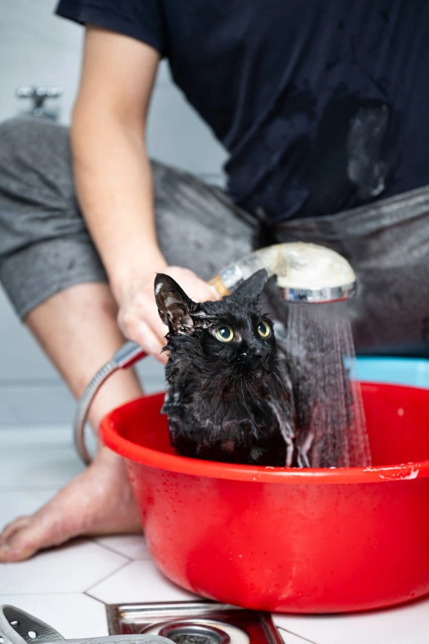 깜냥아 너 인물났다 오늘 어디 나가지 마라!_12.webp