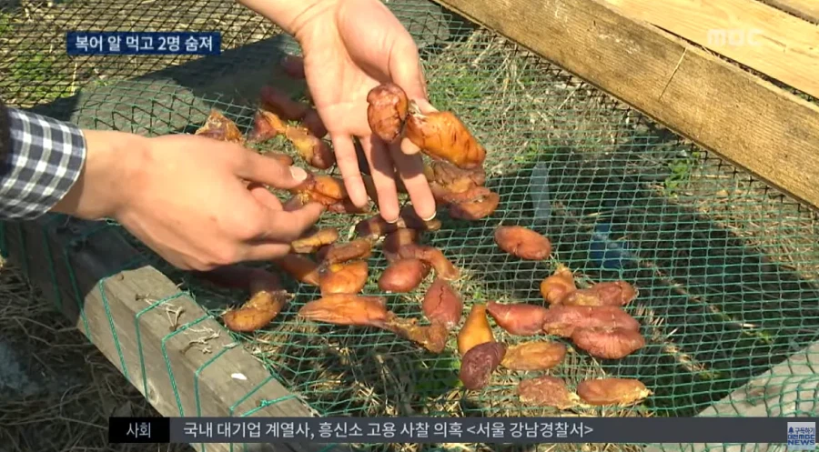 말린 복어알 훔쳐먹기.jpg_5.webp