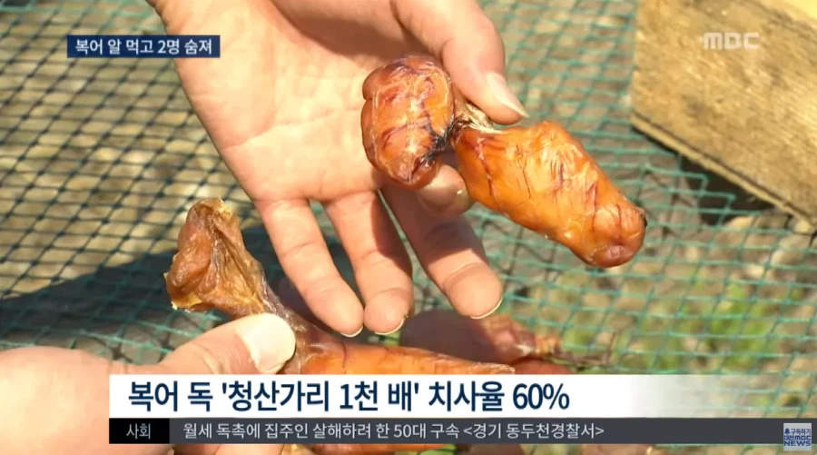 말린 복어알 훔쳐먹기.jpg_7.webp