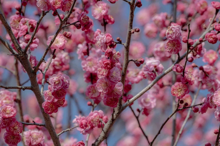 양산 통도사 매화_1.webp