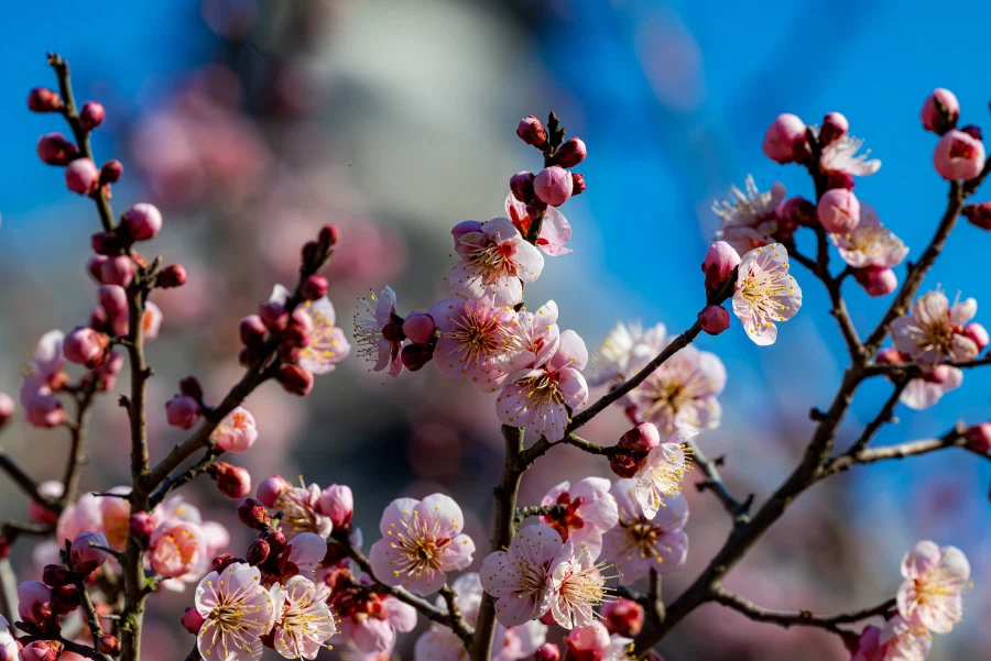 양산 통도사 매화_3.webp