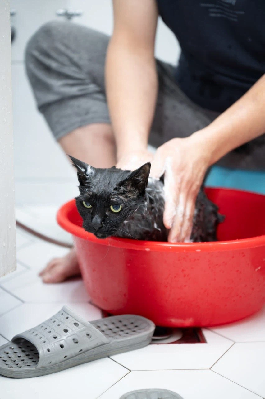 우리집 고양이 한달에 한번 목욕하는 날_11.webp