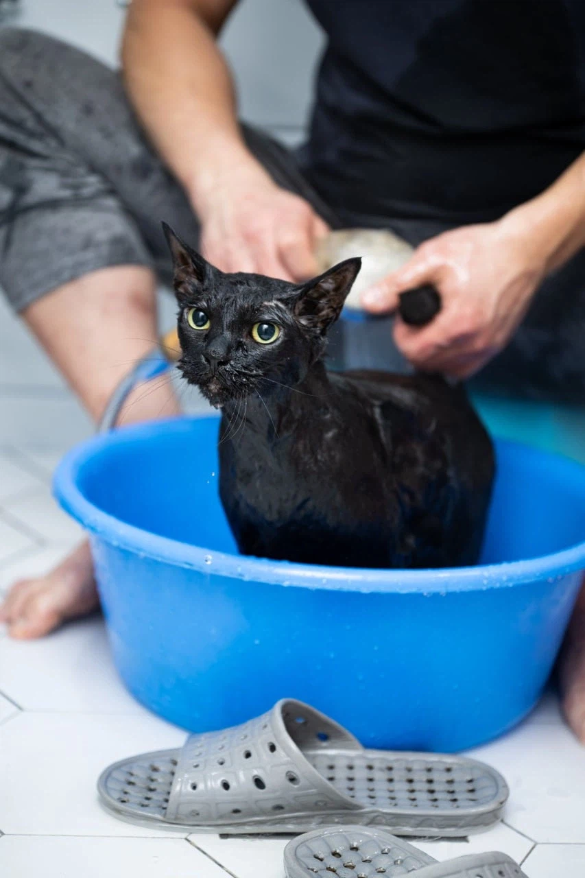 우리집 고양이 한달에 한번 목욕하는 날_12.webp