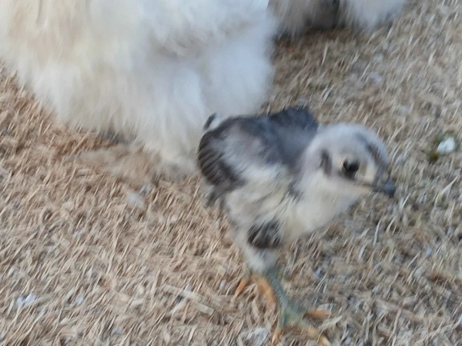 사람들 몰래 많이 성장한 병아리와 닭들 올리기_4.webp