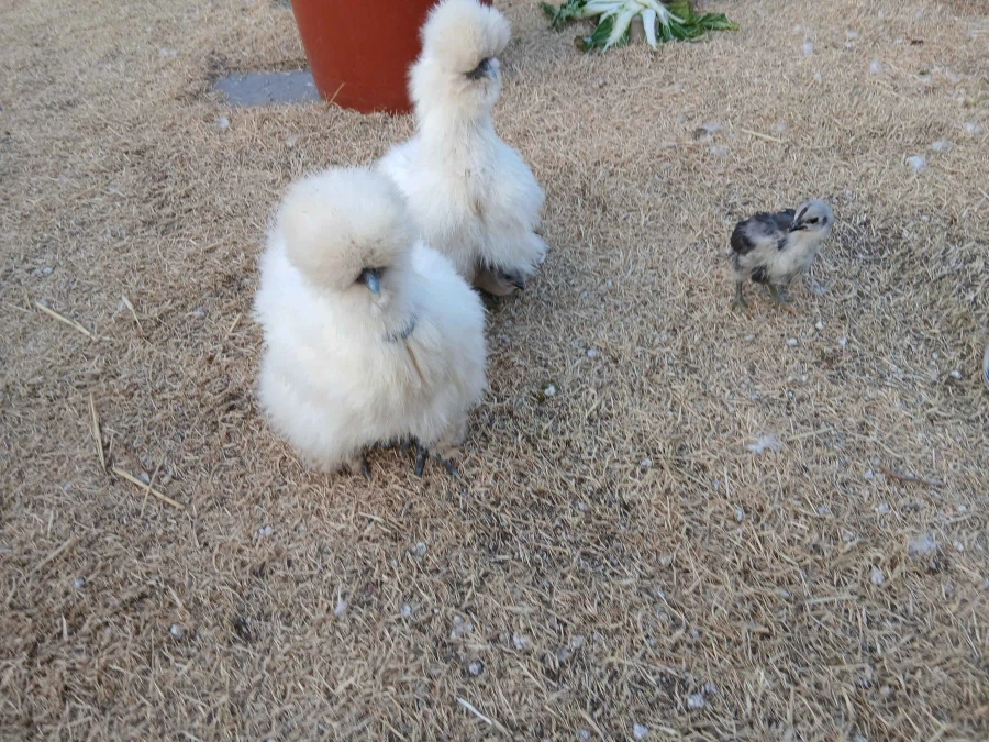 사람들 몰래 많이 성장한 병아리와 닭들 올리기_5.webp