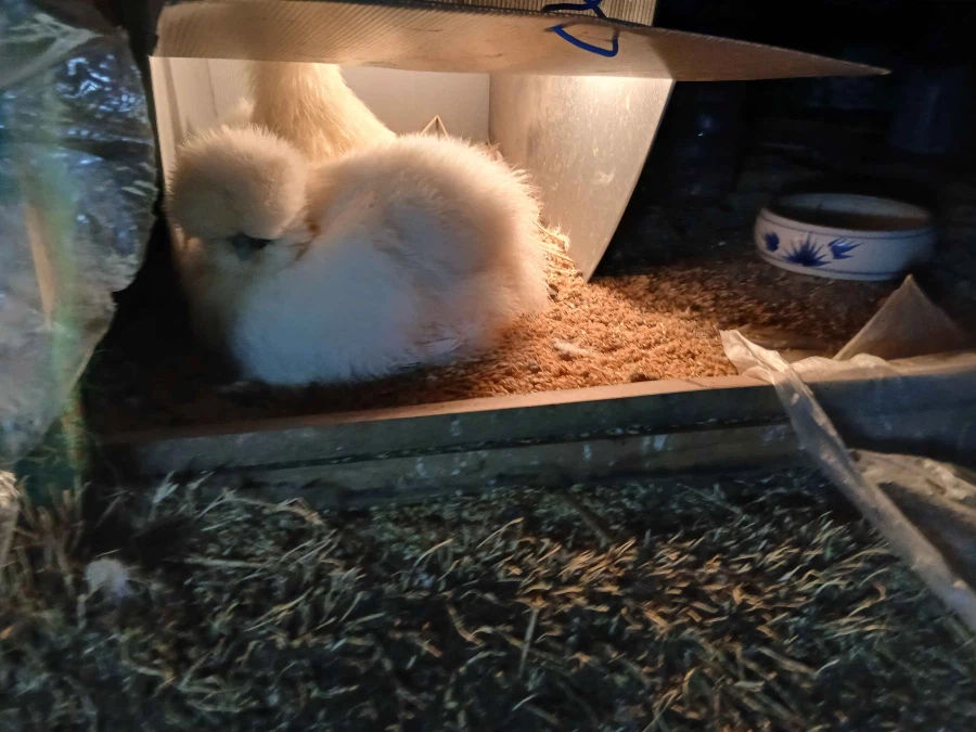 사람들 몰래 많이 성장한 병아리와 닭들 올리기_7.webp