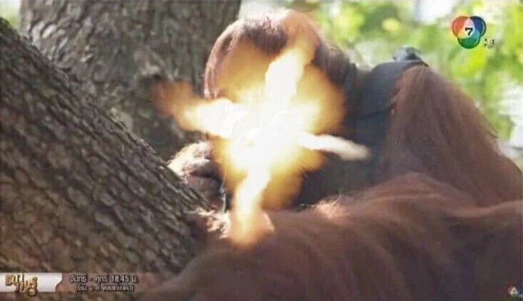 공룡덕후들이 커뮤니티 공룡 얘기에 종종 빡도는 이유_12.webp