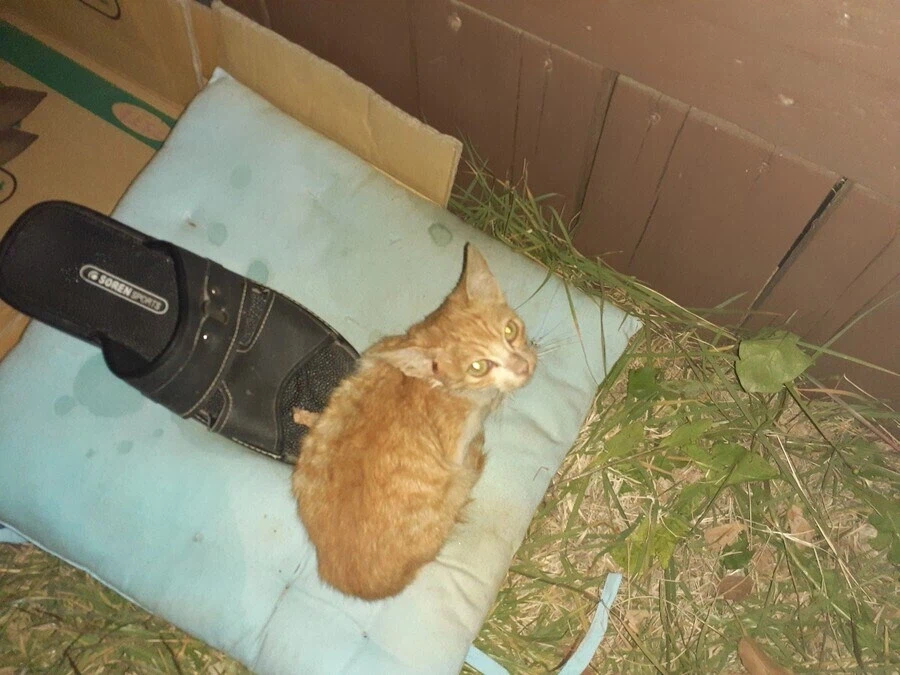 고양이 확대 잘하는집_3.webp