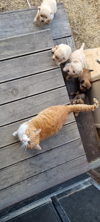 고양이 확대 잘하는집_5.webp