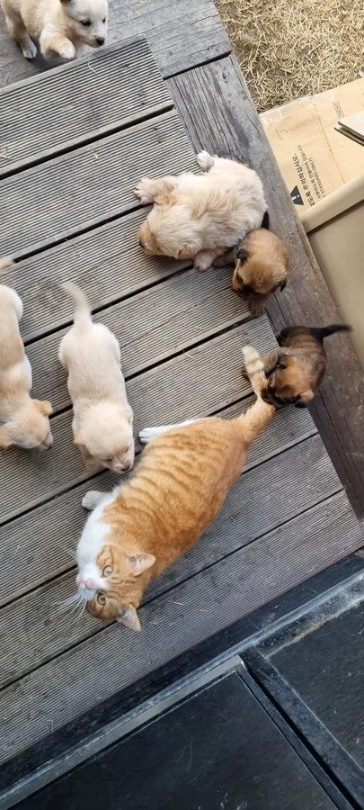 고양이 확대 잘하는집_7.webp