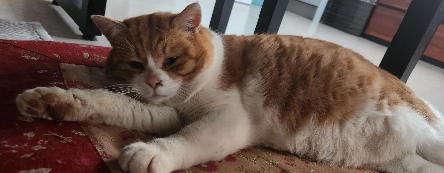 고양이 확대 잘하는집_11.webp