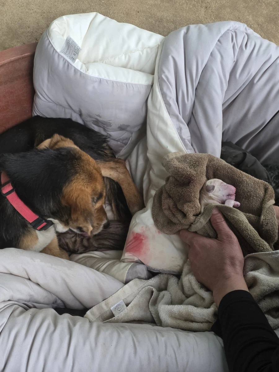 시골집 가면 낮은 확률로 볼 수 있는것_1.webp