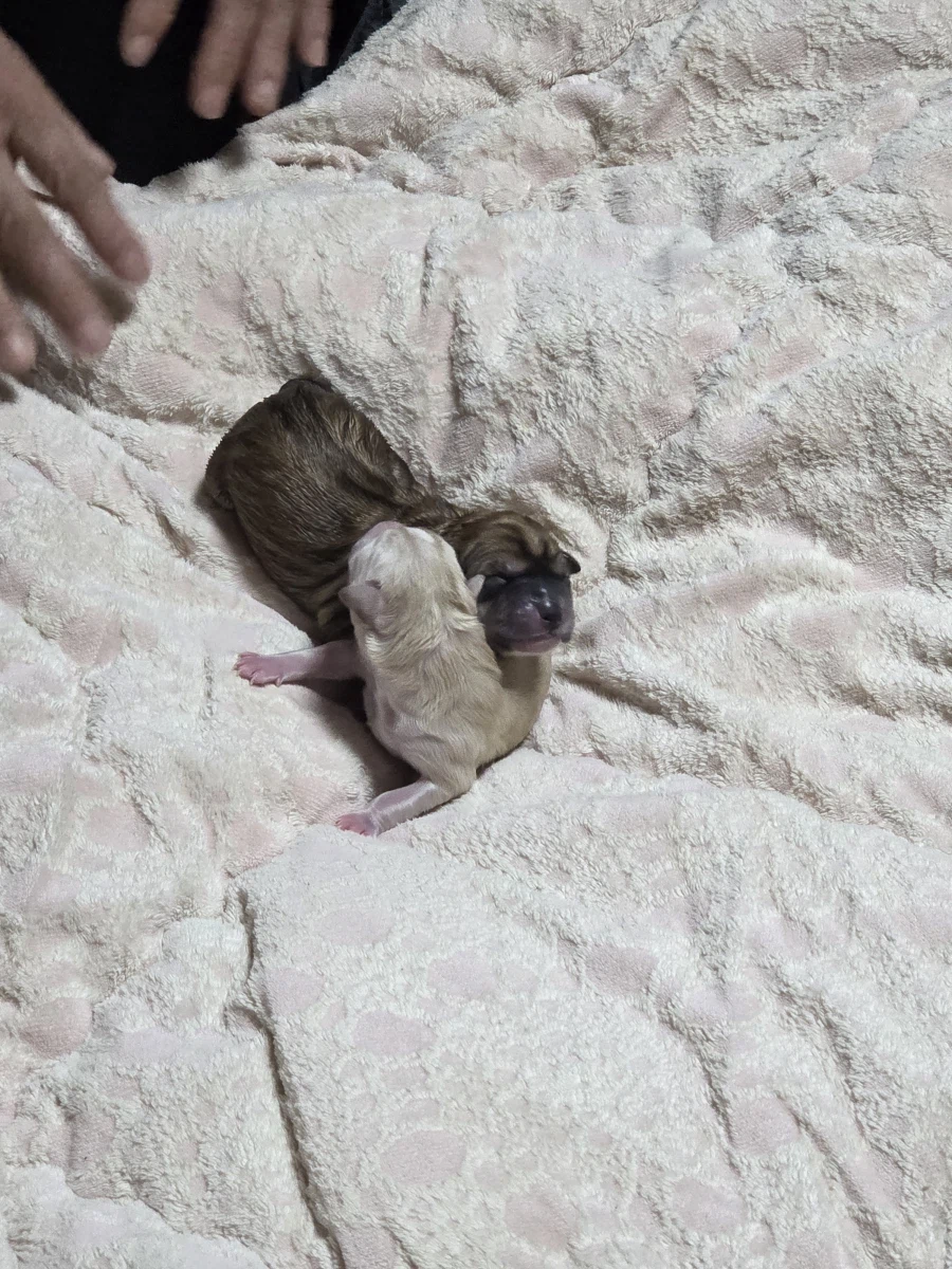 시골집 가면 낮은 확률로 볼 수 있는것_2.webp