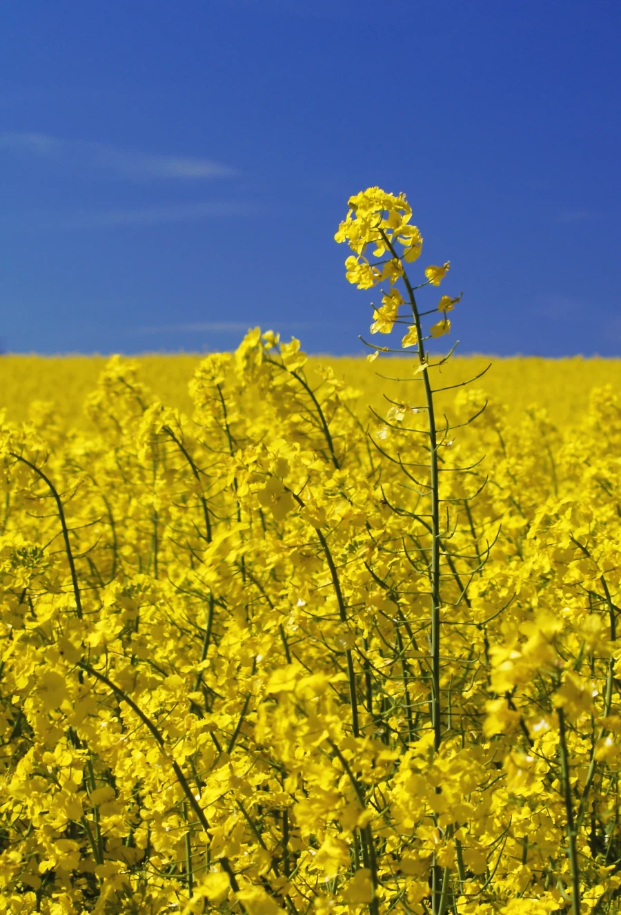 잡지식) 카놀라유(canola oil)_1.webp